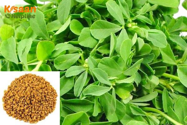 Fenugreek Methi Crop Farming In India मेथी की फसल की खेती